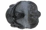 Partially Enrolled Drotops Trilobite With Exposed Hypostome #222349-1